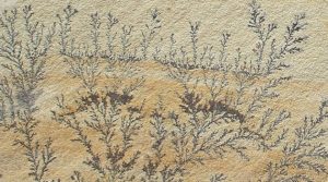 Mint Fossil Sandstone