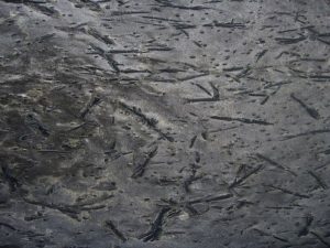 Norwegian Forest Slate Walls: A Guide to This Unique Natural Stone