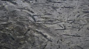 Ardoise forestière norvégienne Norwegian Forest Slate